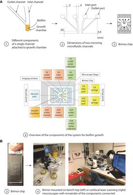 A Microfluidic Chip for Studies of the Dynamics of Antibiotic Resistance Selection in Bacterial Biofilms
